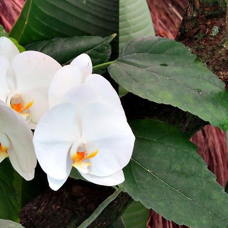 Pousada Coqueiro Do Caita Morro de Sao Paulo Ngoại thất bức ảnh